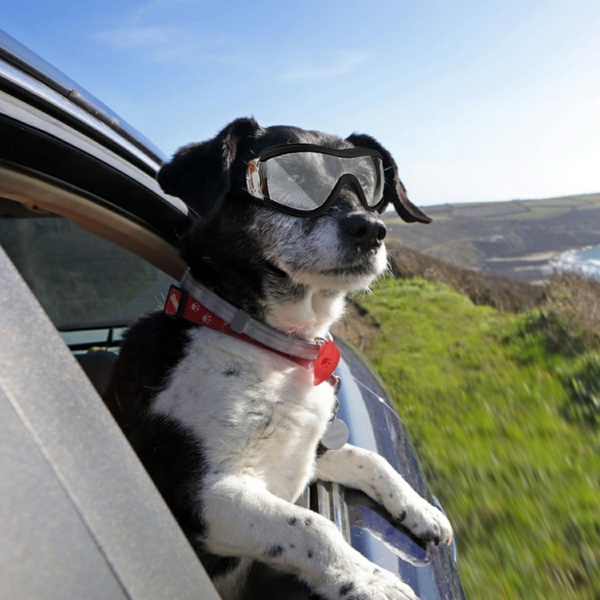 Pet Goggles Dog Supplies Transparent Glasses Waterproof Windproof Snow UV